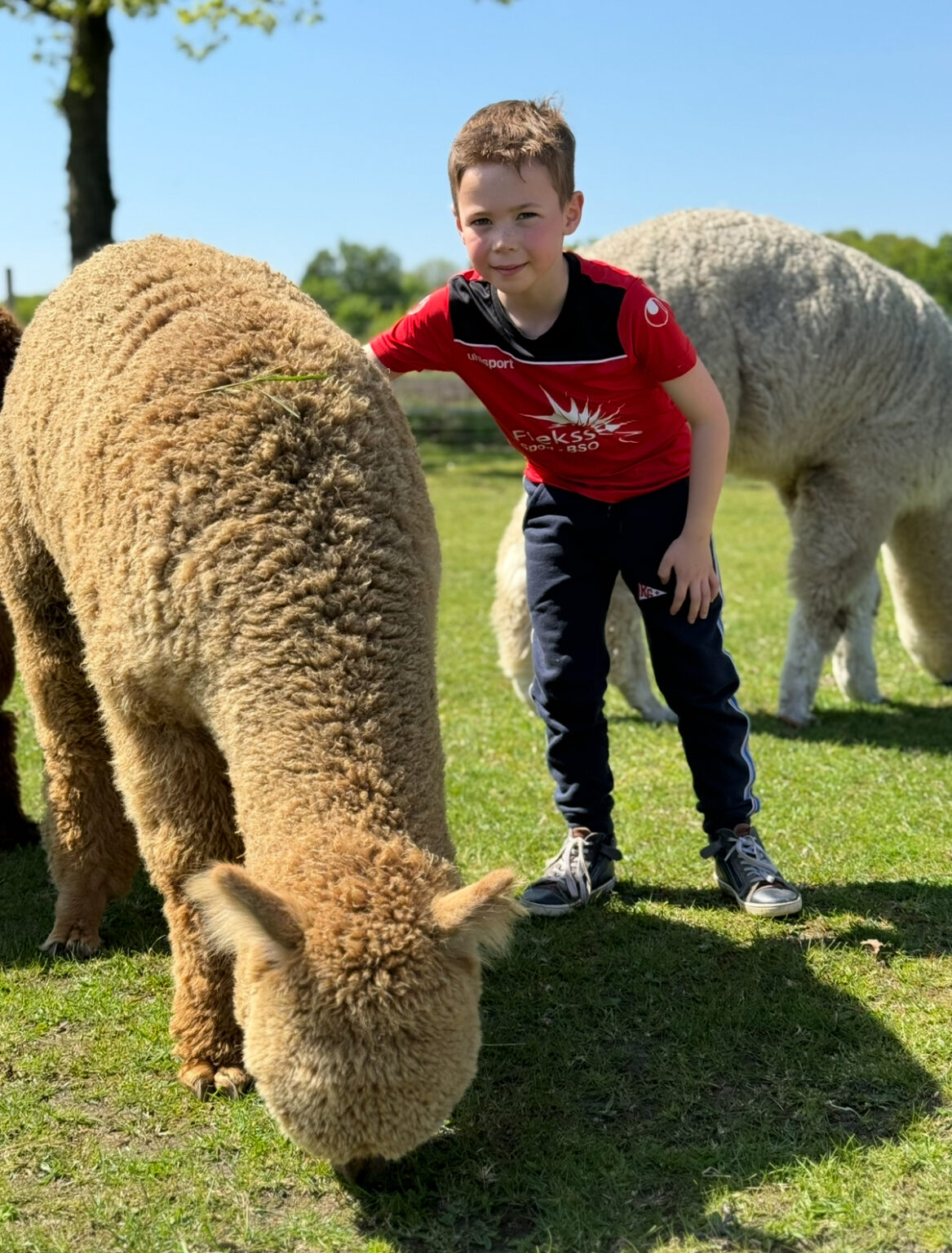 Sport-BSO Flekss Made - Alpaca Country Oosterhout