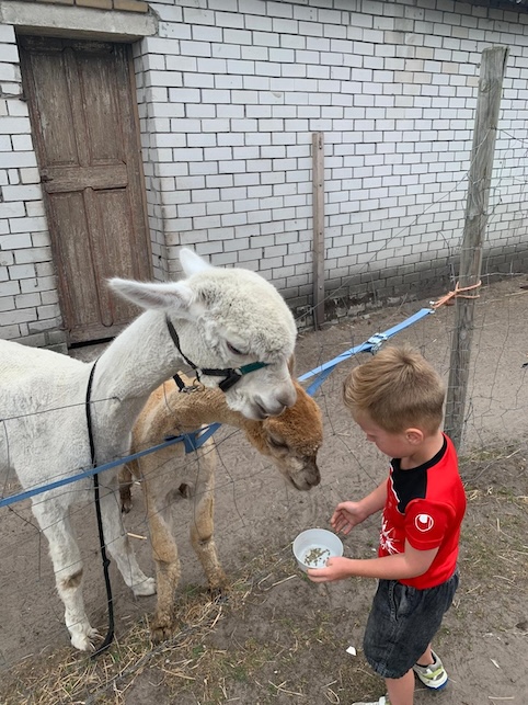 kind bij de alpacaboerderij