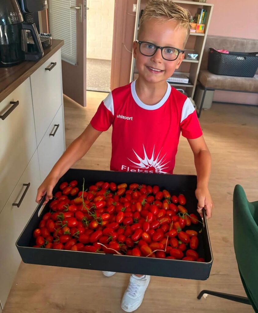 Rietvink tomaatjes plukken