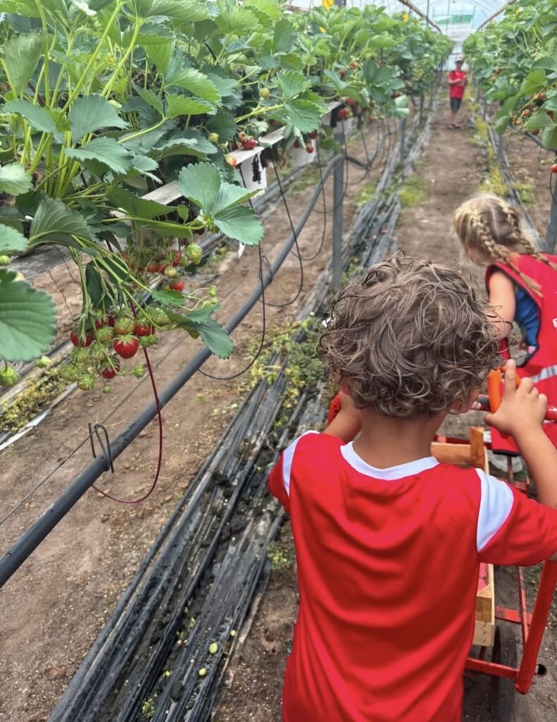 kindje plukt aardbeien